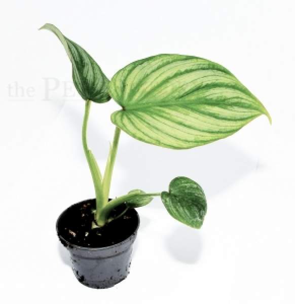 Philodendron mamei
